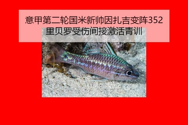 意甲第二轮国米新帅因扎吉变阵352 里贝罗受伤间接激活青训